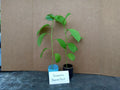 Giant Granadilla Passion Fruit Plants - 4 Starter Plants - Passiflora edulis - Organic, Pesticide-Free, Free Shipping