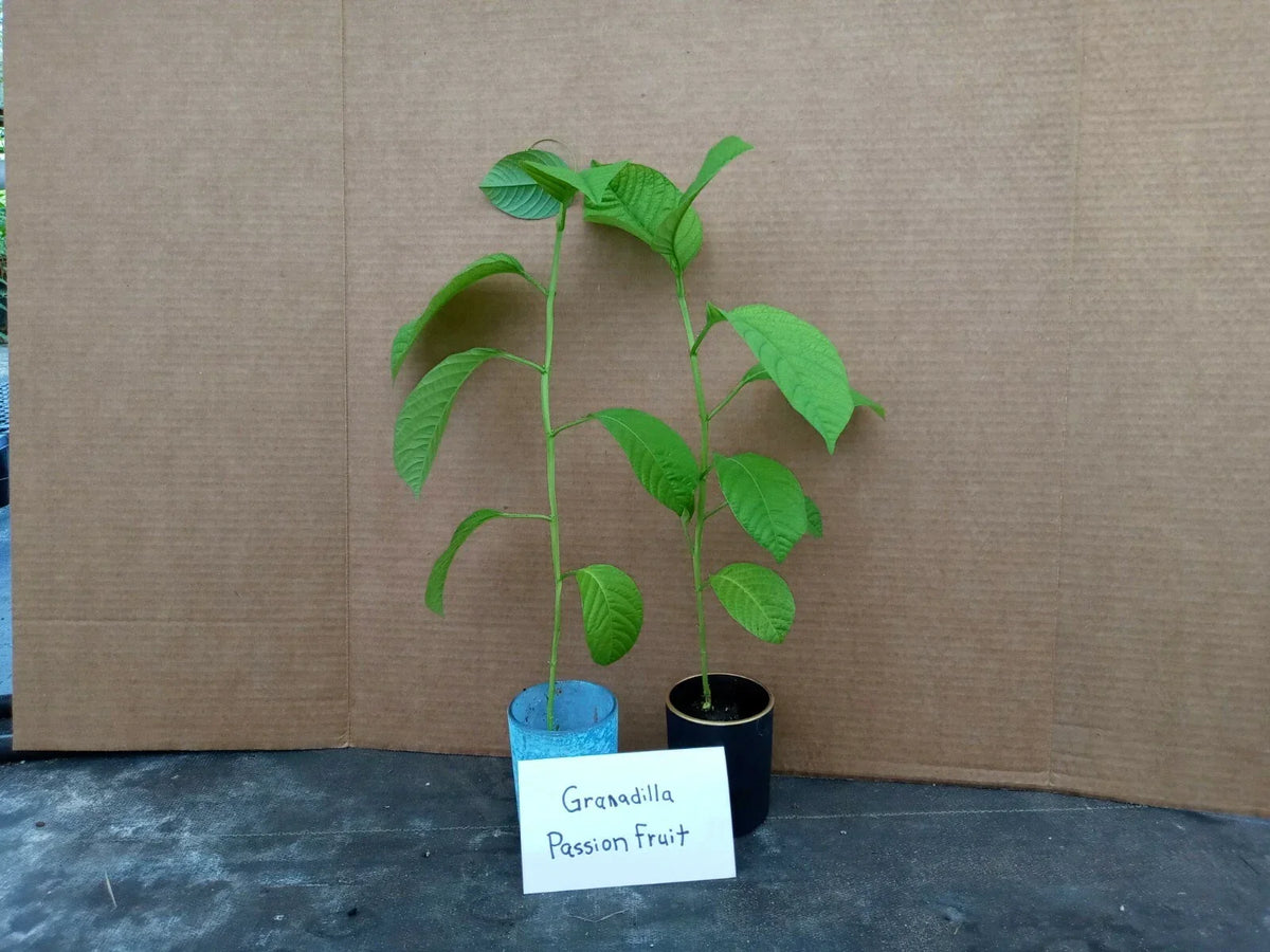 Giant Granadilla Passion Fruit Plants - 4 Starter Plants - Passiflora edulis - Organic, Pesticide-Free, Free Shipping