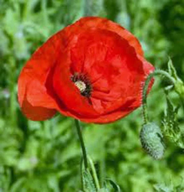 Flanders Poppy Seeds 1000 Count Bright Red Flowers Papaver rhoeas Annual Wildflower Garden