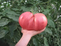 German Giant Tomato Seeds - Organic Heirloom Non-GMO Pack of 30+ Solanum lycopersicum for Home Gardening