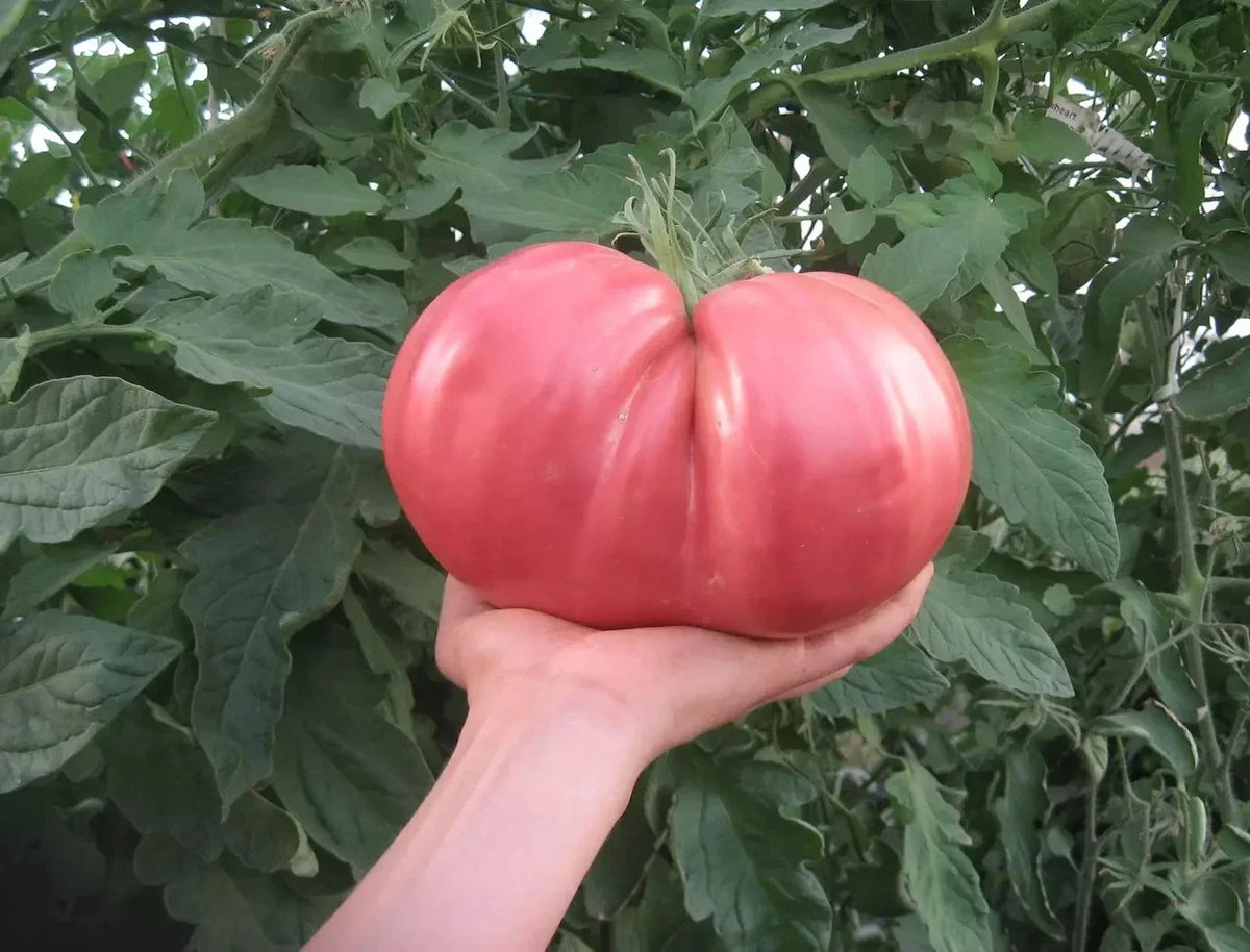 German Giant Tomato Seeds - Organic Heirloom Non-GMO Pack of 30+ Solanum lycopersicum for Home Gardening