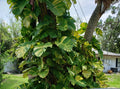 Giant Variegated Golden Pothos Plant - Rooted Climbing Epipremnum aureum in 2.5" Pot, Indoor Live Plant
