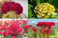 Cockscomb Seeds Mixed Colors Celosia argentea Vibrant Garden Flowers Non-GMO Made in USA
