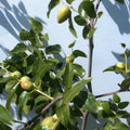 Tigertooth Jujube Tree Cutting - 8" Graft Scion Wood - Ziziphus jujuba 'Tigertooth' for Propagation and Gardening