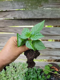 Red Habanero Pepper Plant - Non-GMO Live 3-Inch Pot Capsicum chinense Spicy Hot Pepper