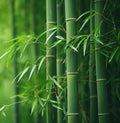 Bamboo Plant Seedlings 6-inch Pots Green Varieties Bambusoideae Clumping or Running
