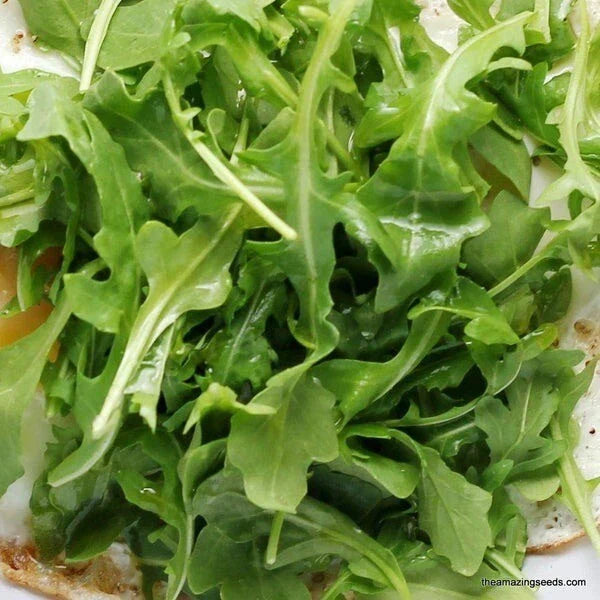 Arugula Seeds 250+ Non-GMO Eruca sativa Leafy Greens for Salad, Garnish, Container Gardening