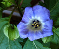 Organic Apple of Peru Seeds - Nicandra Physalodes var. nigra Heirloom Plant for Gardens & Borders, 50+ Seeds