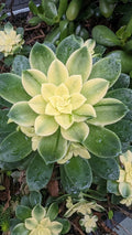 Aeonium Kiwi Cutting - 4" Unrooted Succulent Plant, Variegated Green and Yellow Rosette, Easy Propagation, Drought Tolerant