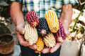 Exotic Maize Mix Seeds - 30 Count, Blue, Red, White, Yellow Varieties, Zea mays, Vibrant Colorful Garden Crop