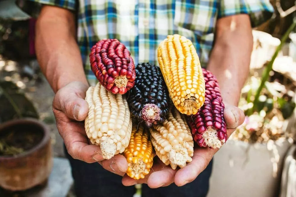 Exotic Maize Mix Seeds - 30 Count, Blue, Red, White, Yellow Varieties, Zea mays, Vibrant Colorful Garden Crop