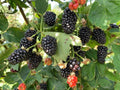 Blackberry Seeds - Organic Rubus fruticosus Perennial Fruit Plant, 50 Seeds for Home Garden and Container Growing
