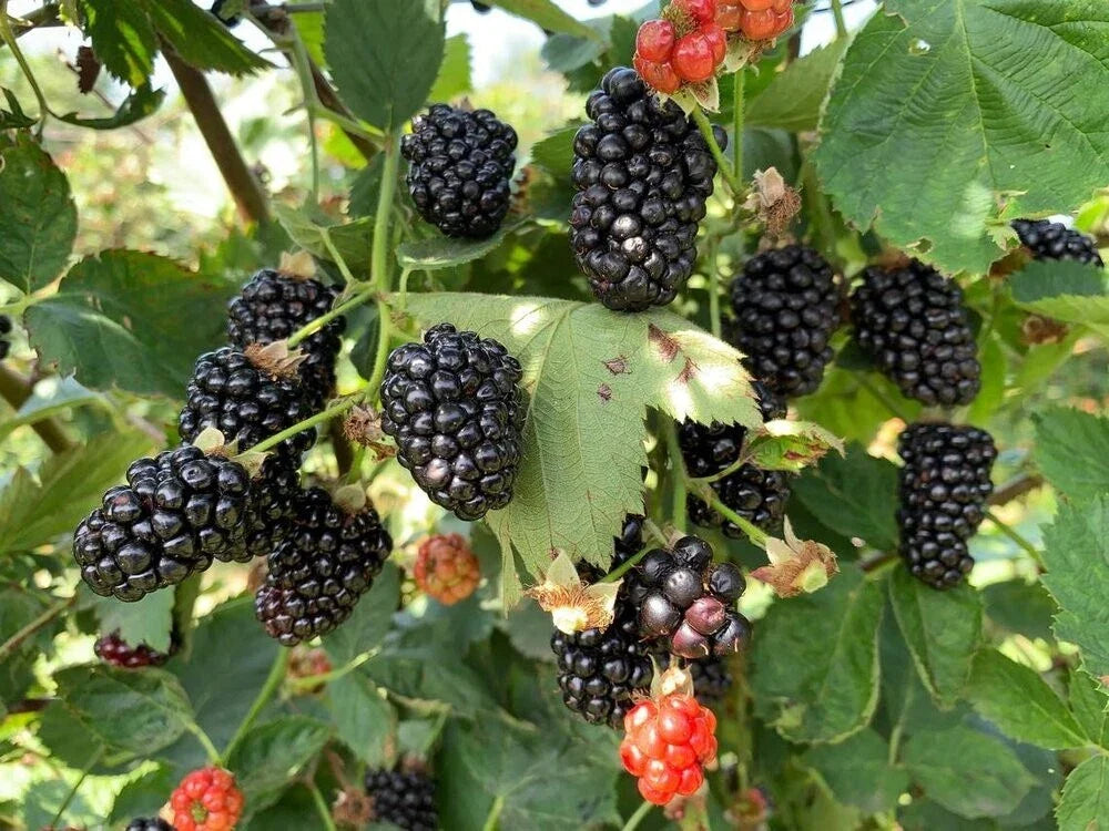 Blackberry Seeds - Organic Rubus fruticosus Perennial Fruit Plant, 50 Seeds for Home Garden and Container Growing