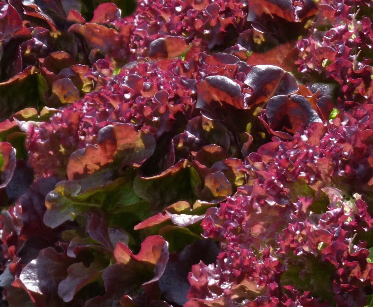Ruby Leaf Lettuce Seeds - 50+ Pack - Lactuca sativa Heirloom Variety for Home Garden, Compact, Red Leaves
