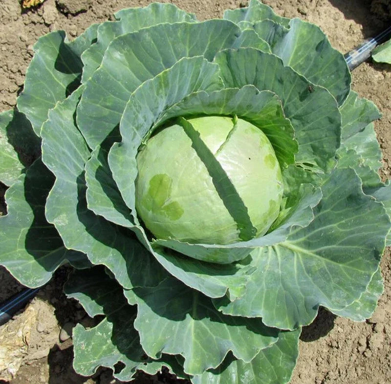 Cabbage Seeds - Copenhagen Market Variety - Brassica oleracea - Grow Your Own Coleslaw - 200-4000 Seeds