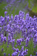 Hidcote English Lavender Plant 4" Pot - Drought-Tolerant Aromatic Perennial with Deep Purple Flowers, Lavandula angustifolia