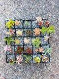 Set of 15 Assorted 2" Succulents for Wedding Decor, Floral Arrangements & Gifts - Various Varieties