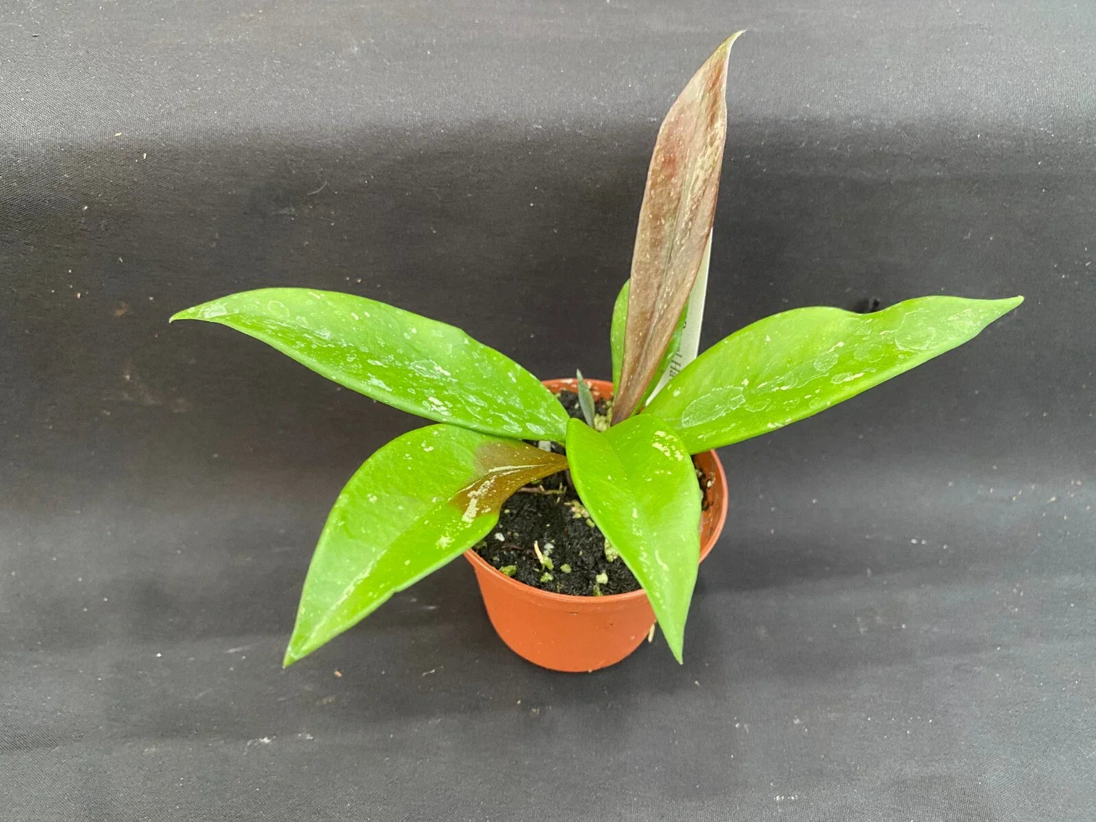 Hoya Plant 2.5" Pot Royal Hawaiian Purple Hoya pubicalyx Indoor Houseplant, Vining, Fragrant, Easy Care