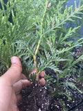 Rooted Green Giant Arborvitae Starter Plants 6-7 Inches Bare Root for Privacy Hedges, Garden Landscaping
