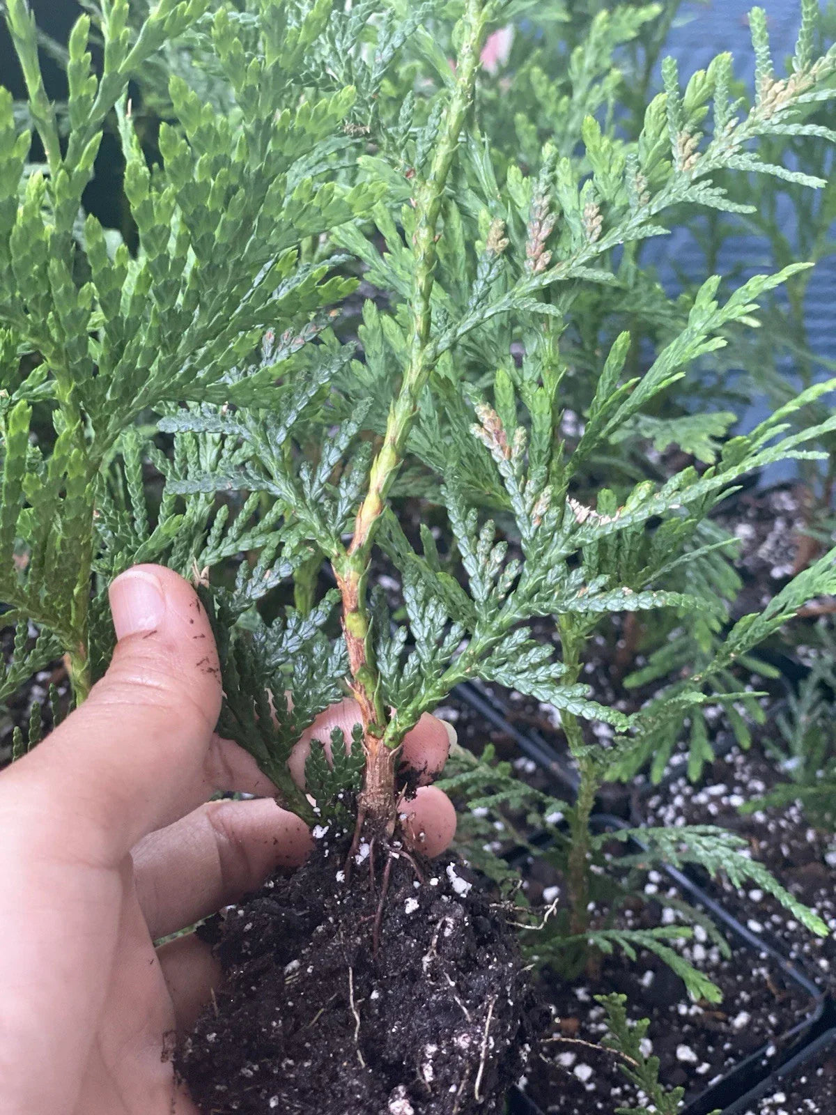 Rooted Green Giant Arborvitae Starter Plants 6-7 Inches Bare Root for Privacy Hedges, Garden Landscaping