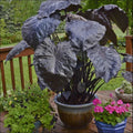 Black Coral Colocasia Plant - Large 1-Gallon Elephant Ear, Dark Foliage, Tropical Perennial, Colocasia esculenta