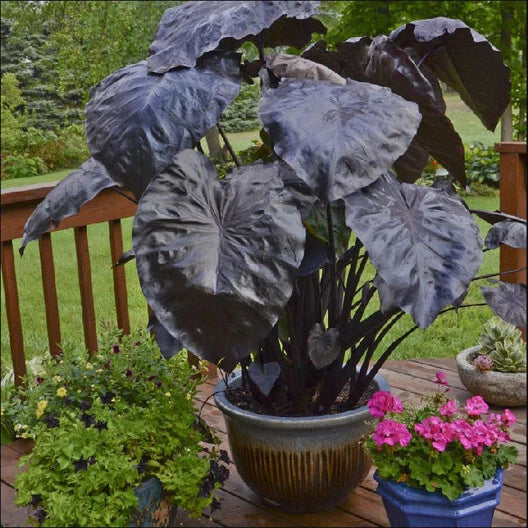 Black Coral Colocasia Plant - Large 1-Gallon Elephant Ear, Dark Foliage, Tropical Perennial, Colocasia esculenta