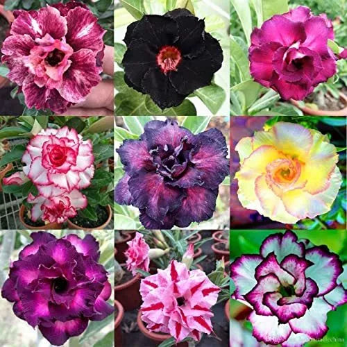 Desert Rose Seeds 100 Count Mixed Color Adenium Obesum for Gardening, Drought-Tolerant, Full Sun, Container & Landscape Plant