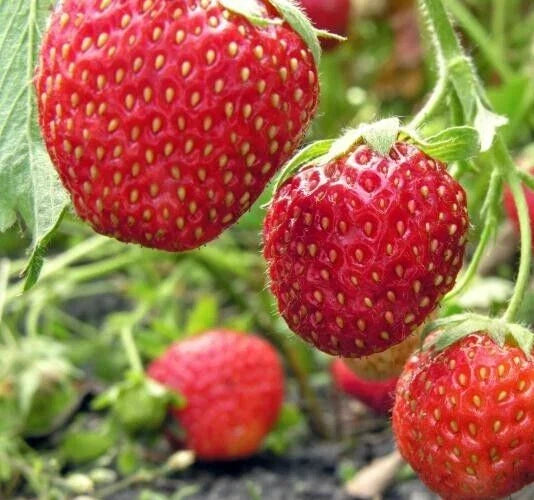 Organic Everbearing Strawberry Seeds - 50 Fragaria Fruit Seeds for Home Garden, Berries, Compact Growth, Organic Gardening