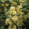 Fragrant Tea Olive Starter Plant - Well-Rooted 4-Inch Pot - Osmanthus fragrans var. thunbergii - Aromatic, Evergreen, Drought-Tolerant
