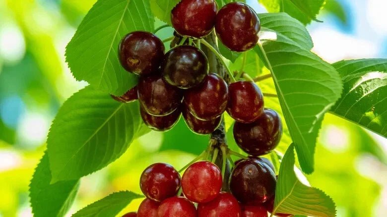 Sweetheart Cherry Seeds - 10+ Pack for Planting, Prunus avium, Fruit Tree, Home Garden, Fast Shipping, USA Grown