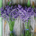 Lavender Seeds 100+ Munstead Purple Flower Herb Seeds Lavandula angustifolia for Garden, Container, or Herb Planting