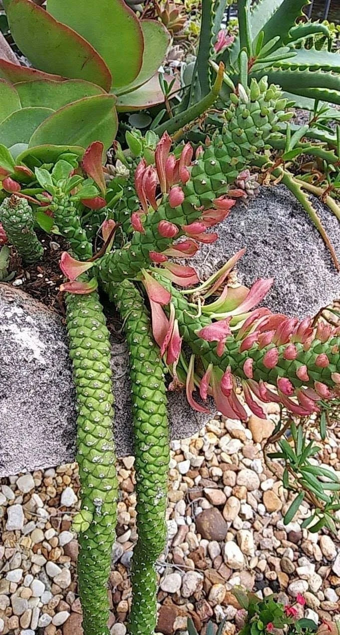 Euphorbia Monadenium Stapeloides Guentheri Succulent Plant - Medusa Variety, Unique Tentacle Texture, Indoor/Outdoor Decor, 4-Inch Pot
