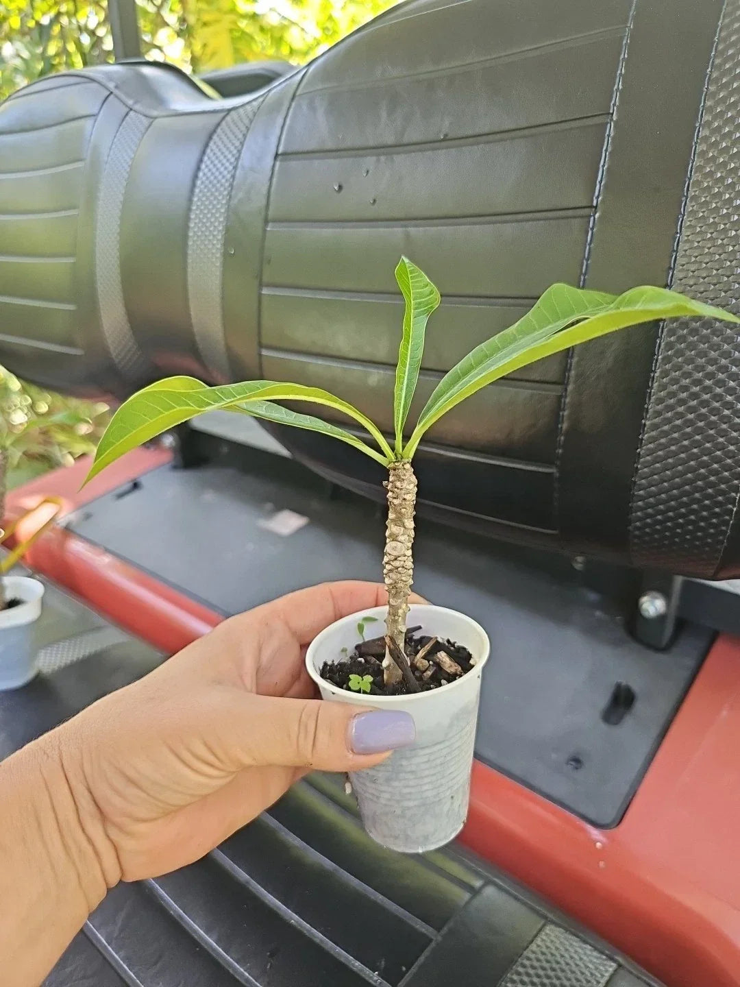 Rooted Bridal Bouquet Plumeria Live Plant - Frangipani White Flowers, Tropical Frangipani (Plumeria pudica)