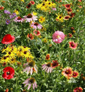Wildflower Seed Mix BEE FEED – Native Pollinator Attracting Non-GMO Seeds for Bees & Butterflies, 1000 Seeds