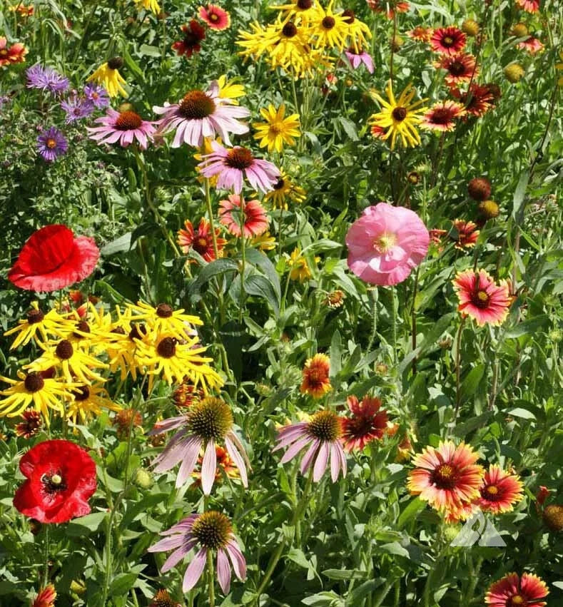 Wildflower Seed Mix BEE FEED – Native Pollinator Attracting Non-GMO Seeds for Bees & Butterflies, 1000 Seeds