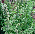 Organic Catnip Seeds 200++ Nepeta cataria Herb for Cats, Non-GMO, Easy to Grow, Feline Attractant, Garden Herb