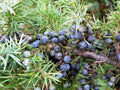 Common Juniper Seeds - 50 Pack, Evergreen Ground Cover, Juniperus communis, Drought-Tolerant, Low-Maintenance, Landscaping