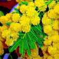 Golden Mimosa Tree Seeds - 10 Pack Acacia baileyana Yellow Wattle Fast Growing Flower Seeds