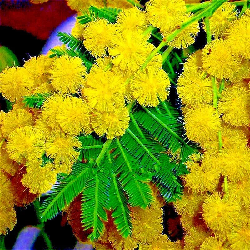Golden Mimosa Tree Seeds - 10 Pack Acacia baileyana Yellow Wattle Fast Growing Flower Seeds
