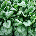 Olympia Spinach Seeds - NON-GMO, Organic Vegetable Seeds, Spinacia oleracea, Heirloom Variety, Packets for Home Gardening