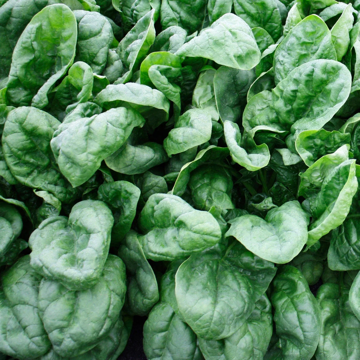 Olympia Spinach Seeds - NON-GMO, Organic Vegetable Seeds, Spinacia oleracea, Heirloom Variety, Packets for Home Gardening