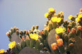Marblefruit Cactus Seeds Organic Edible Opuntia strigil for Gardens & Containers – 20 Seeds