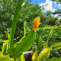 Mystery Dragonfruit Cutting – Fully Rooted 6+ Inches – Hylocereus spp. – Exotic Fruit Plant for Garden or Container