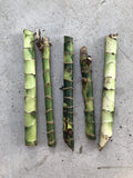 Dracaena Fragrans Fresh Cuttings - 5 Easy to Plant Indoor House Plants