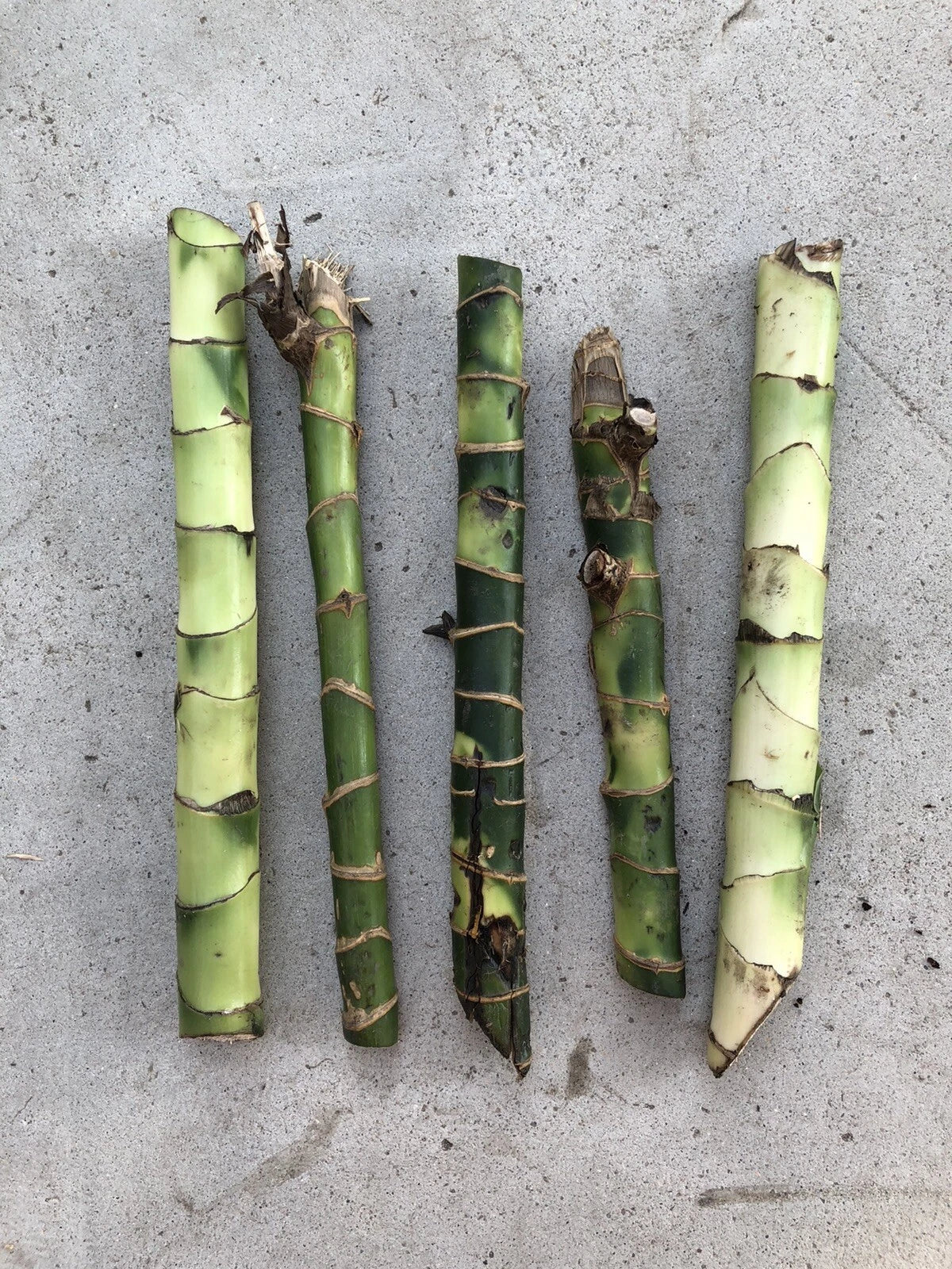 Dracaena Fragrans Fresh Cuttings - 5 Easy to Plant Indoor House Plants