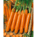Carrot Seeds - Little Fingers Variety - Daucus carota - Non-GMO, Sweet, Tender, Fast-Growing, for Small Gardens & Containers