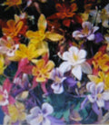 Columbine Plant Seeds - Multicolored Blooms - Aquilegia canadensis - Perennial for Borders & Gardens