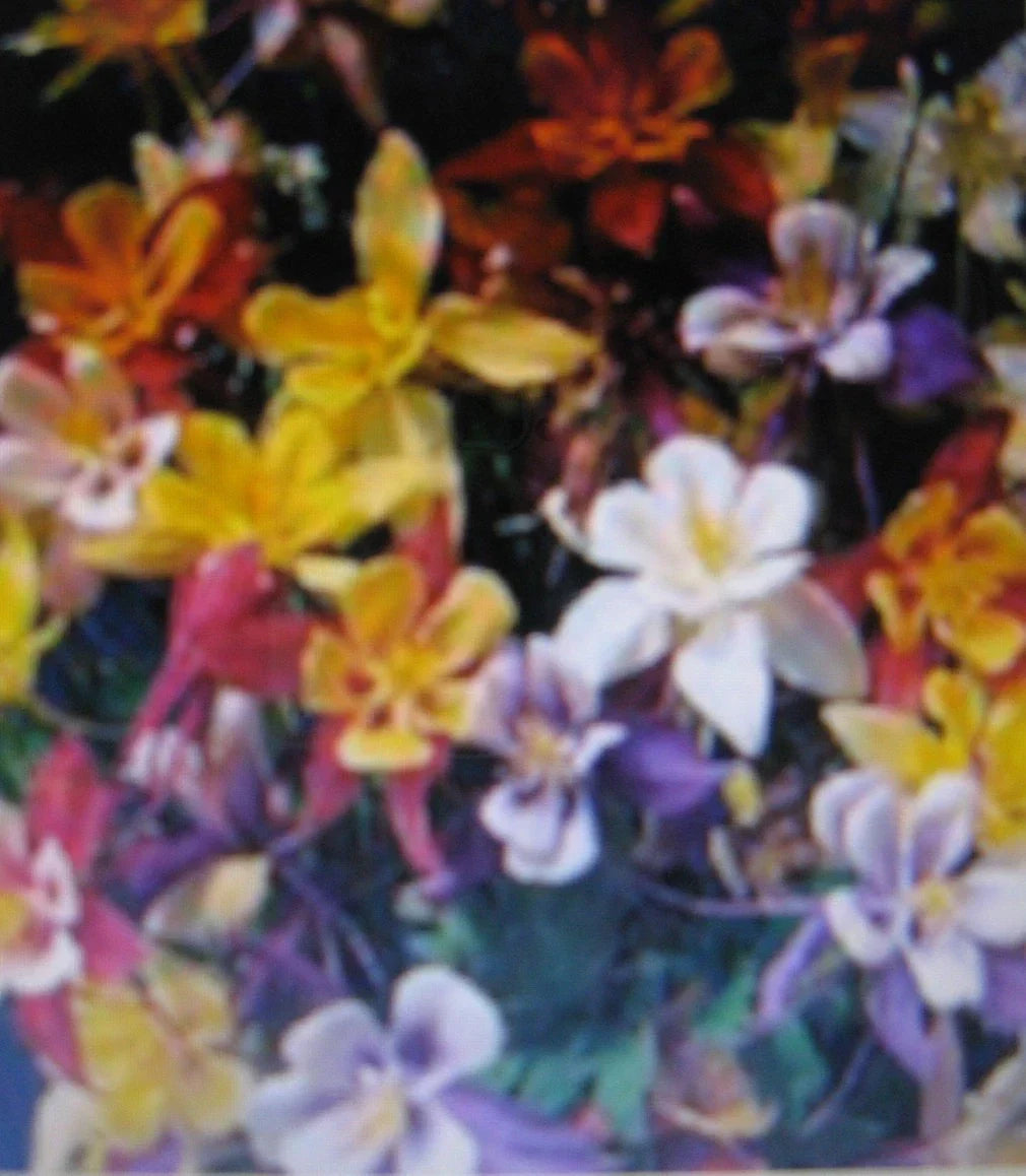 Columbine Plant Seeds - Multicolored Blooms - Aquilegia canadensis - Perennial for Borders & Gardens