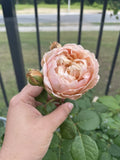 Unrooted Rose Cuttings - 3 Fresh 6-Inch Auspeet Rosa spp. Propagation Garden Plant