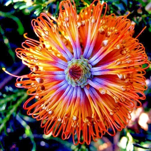 Banksia ericifolia "Little Eric" Tree Seeds – Rare Lantern Fireworks Flowering Plant for Gardens & Landscaping